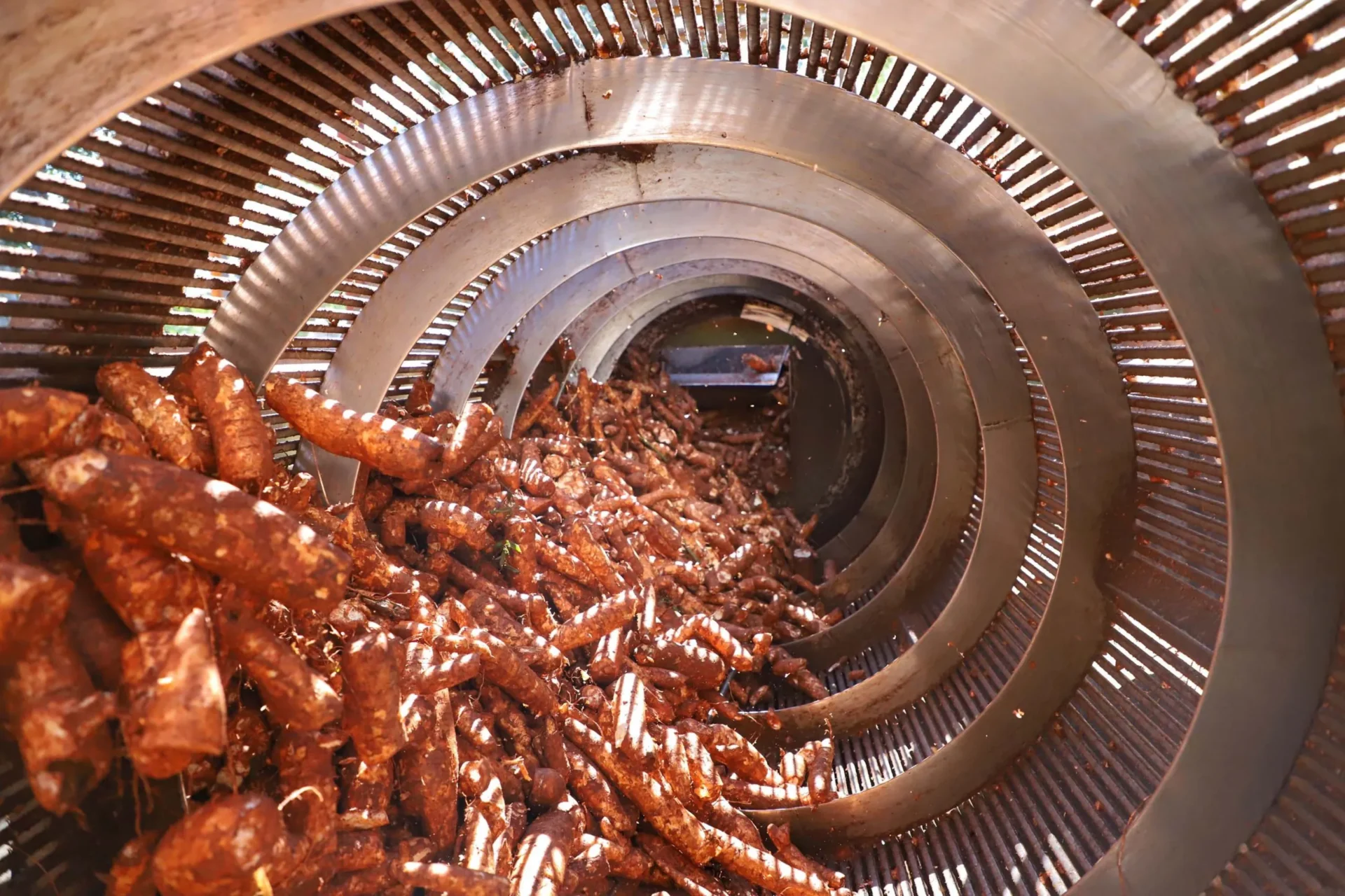 Fiman 2025: Inovação e Recordes na Mandioca em Paranavaí – imagem do artigo