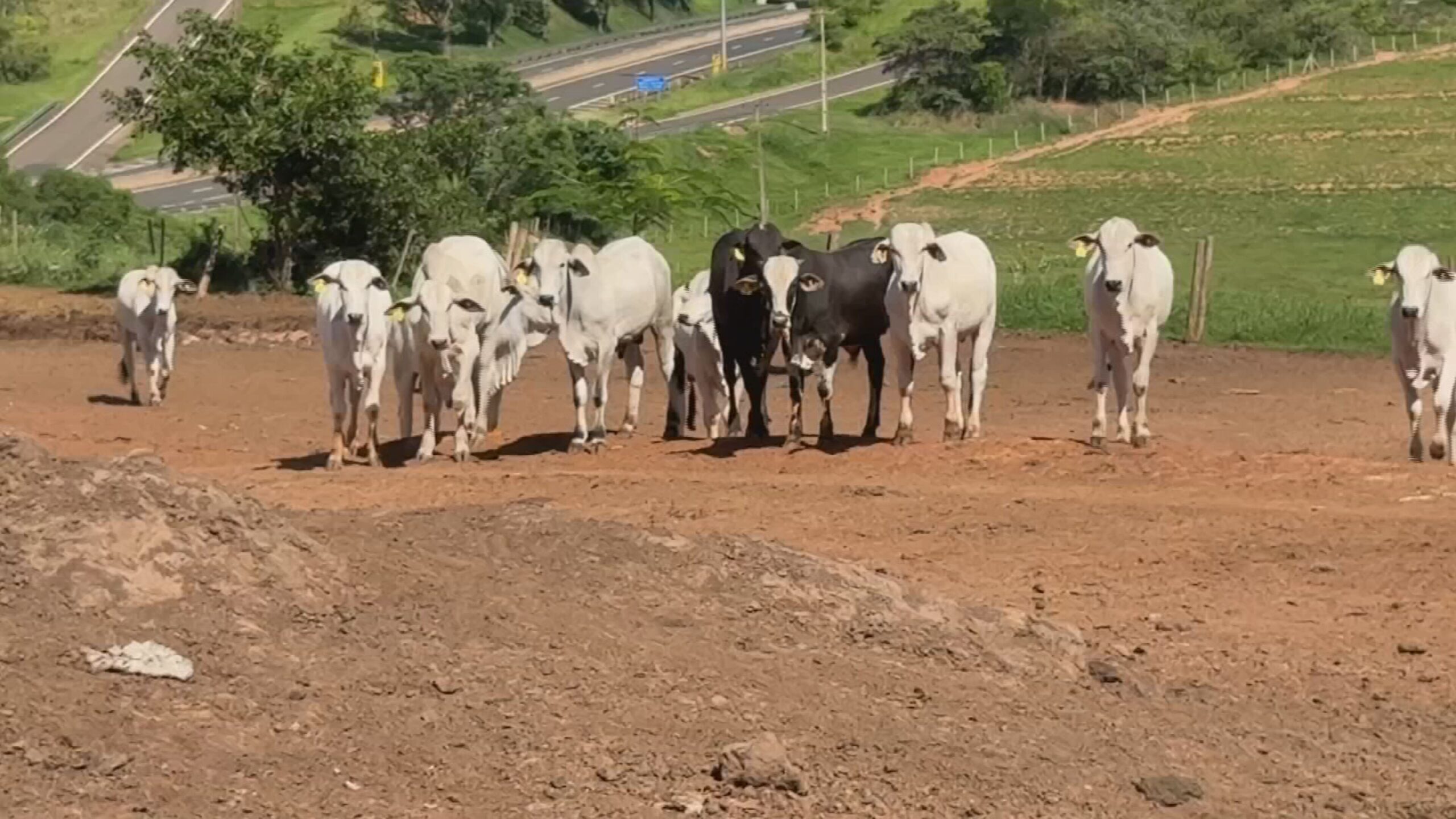 Presidente Prudente é Anfitriã da Feicorte 2026: Um Marco na Pecuária Brasileira