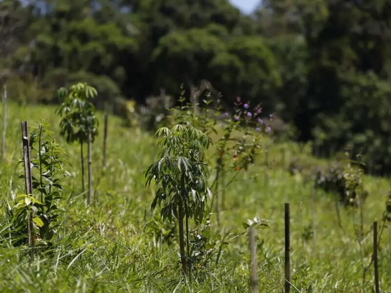 IBGE Redefine Limites do Cerrado e da Mata Atlântica em MG e SP – imagem do artigo
