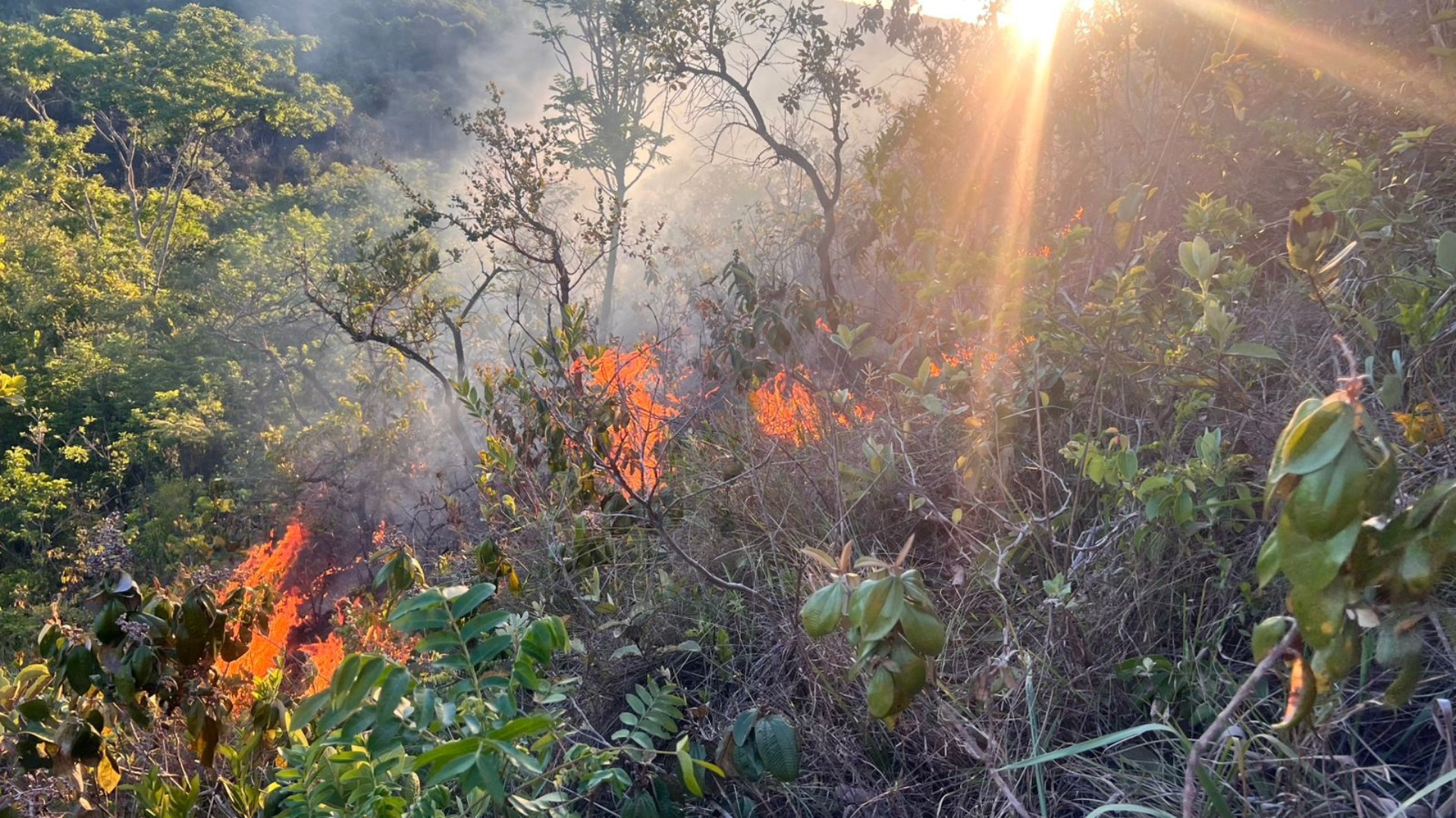 Incêndio Atinge Vegetação em Presidente Olegário e Mobiliza Bombeiros – imagem do artigo