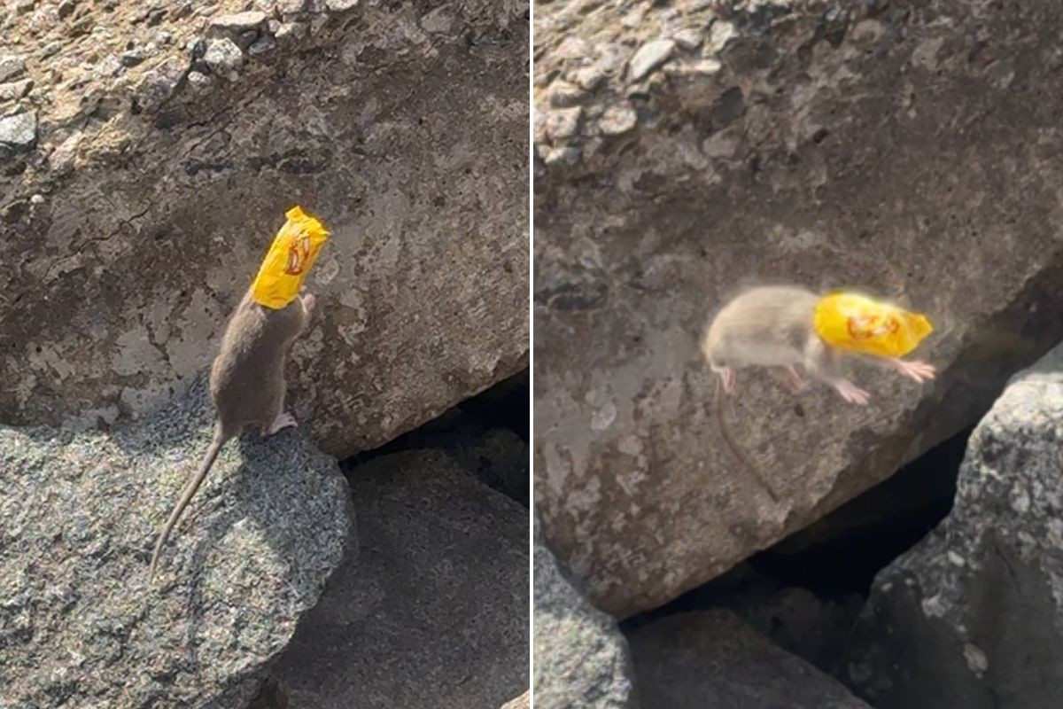 Rato preso em pacote de doce em Santos chama atenção para poluição urbana – imagem do artigo