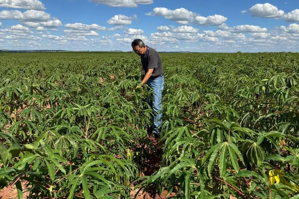Adapar intensifica combate à vassoura-de-bruxa na Feira Internacional da Mandioca – imagem do artigo