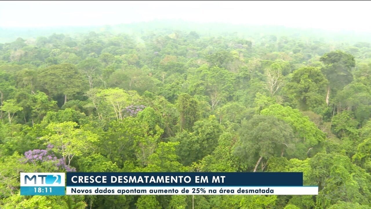 Justiça Determina Recuperação de Área Desmatada em Caso de Fazenda no Brasil – imagem do artigo