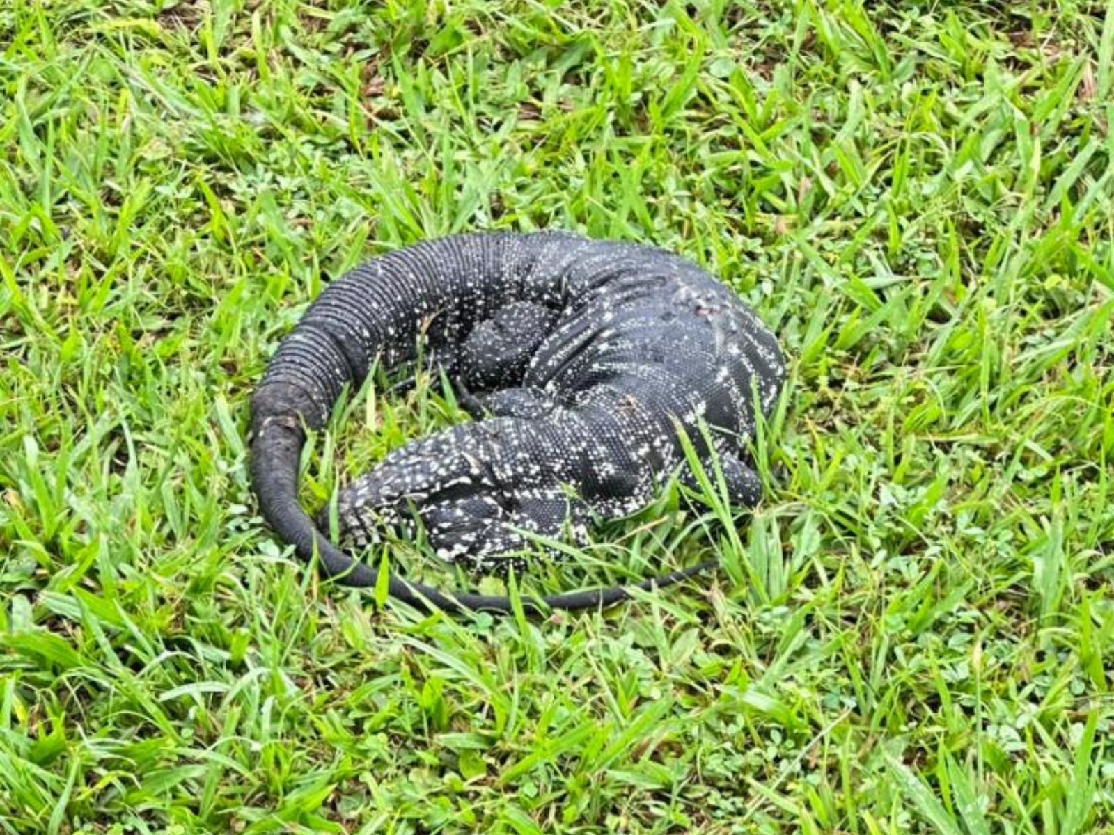 Lagarto Ferido é Resgatado em Praia de São Vicente e Recebe Tratamento