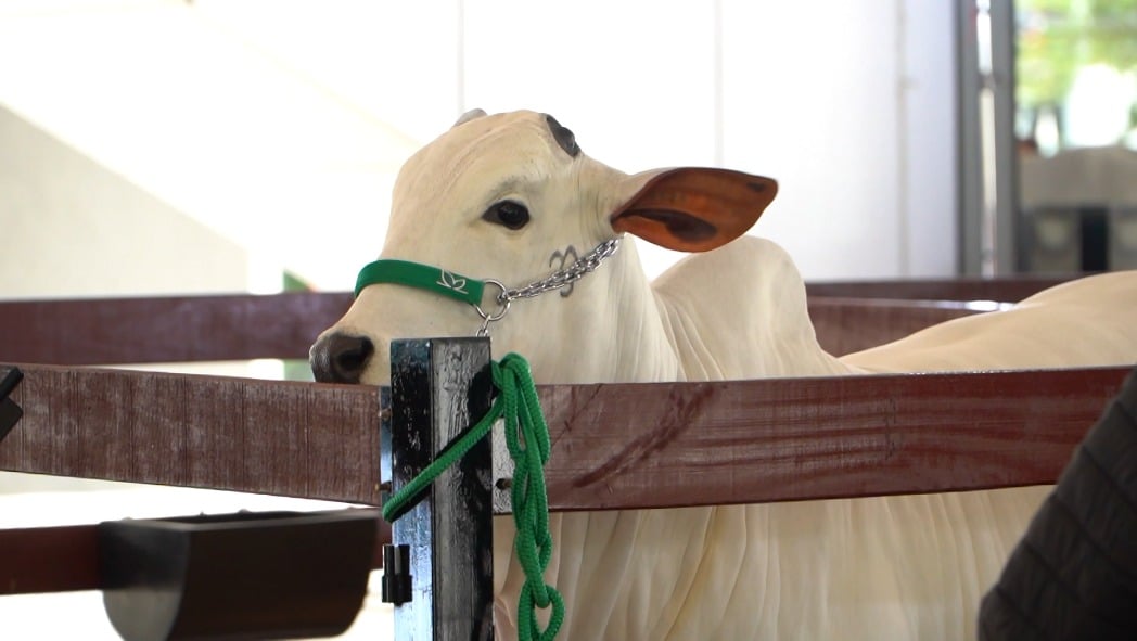 Leilão Nelore da Mônica Agita a Faria Lima com Exemplares de Elite