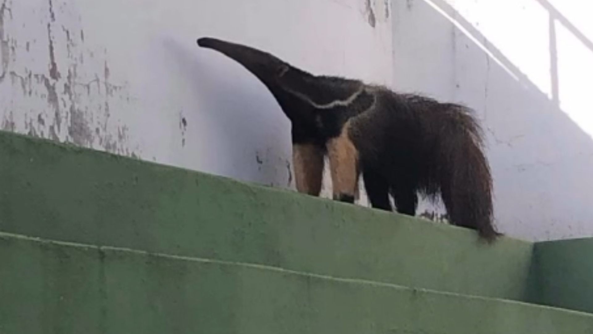 Tamanduá-bandeira surpreende torcida ao aparecer em estádio de futebol em SP – imagem do artigo