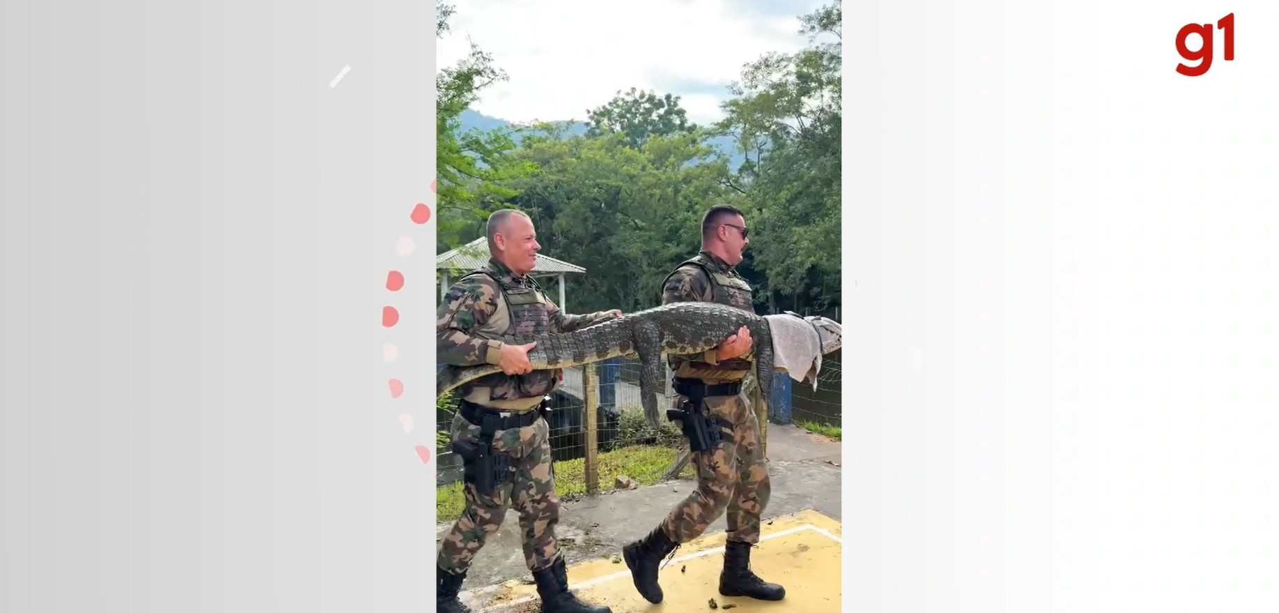 Jacaré fica preso em gol de futebol e é resgatado em condomínio de Florianópolis