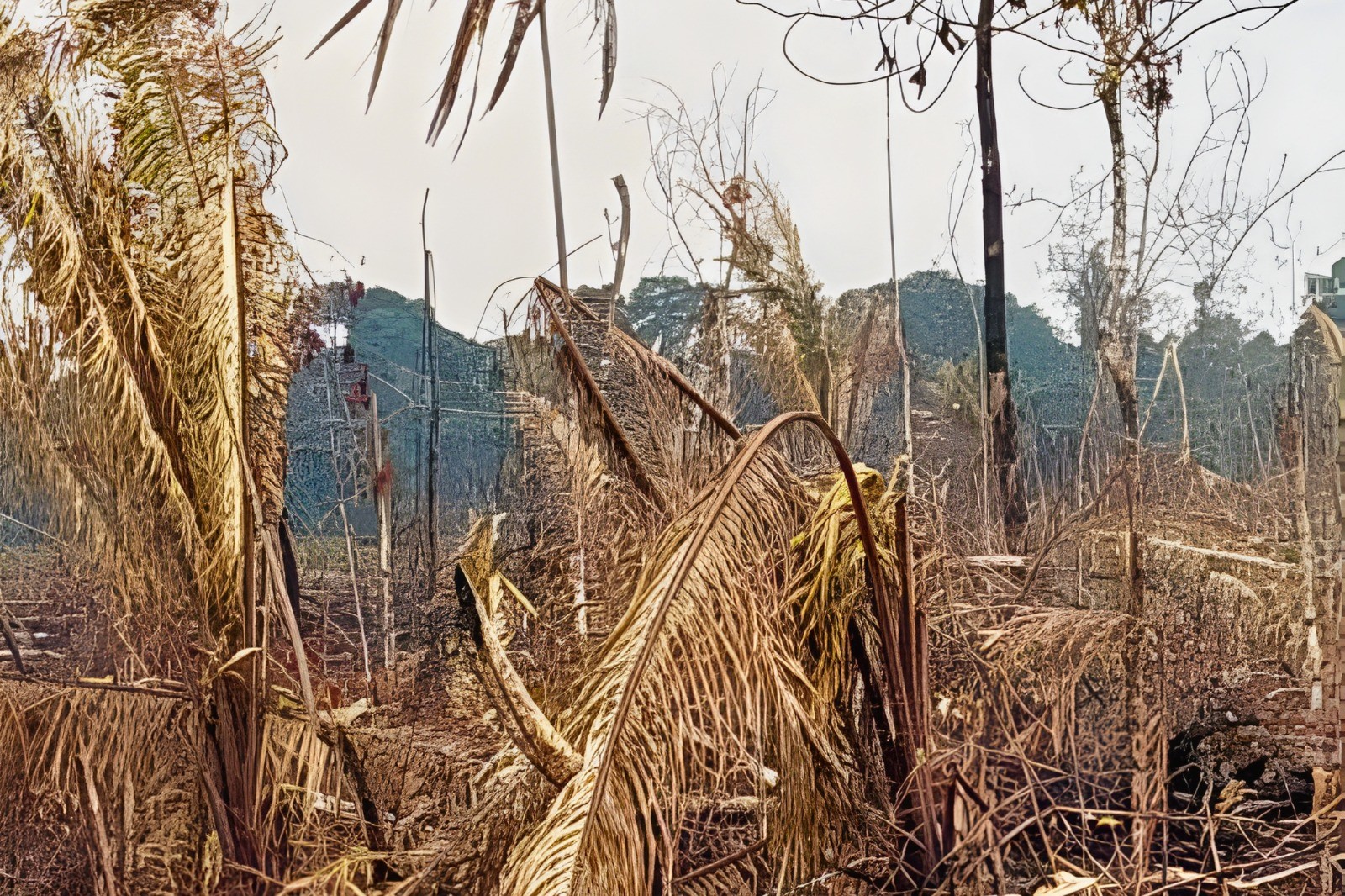 Justiça do Amazonas pune desmatador com multa milionária e obrigação de recuperar 454 hectares