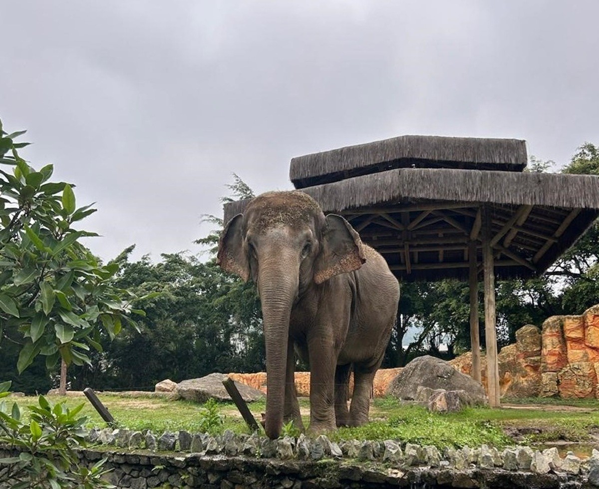 Disputa judicial define futuro da elefanta Baby no Beto Carrero World – imagem do artigo