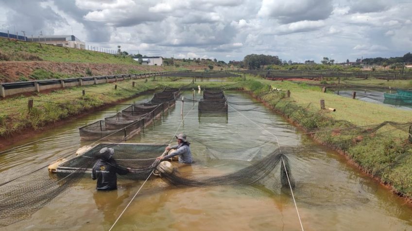 Tilápia em alta: produção em São Paulo cresce e impulsiona agronegócio em 2025 – imagem do artigo