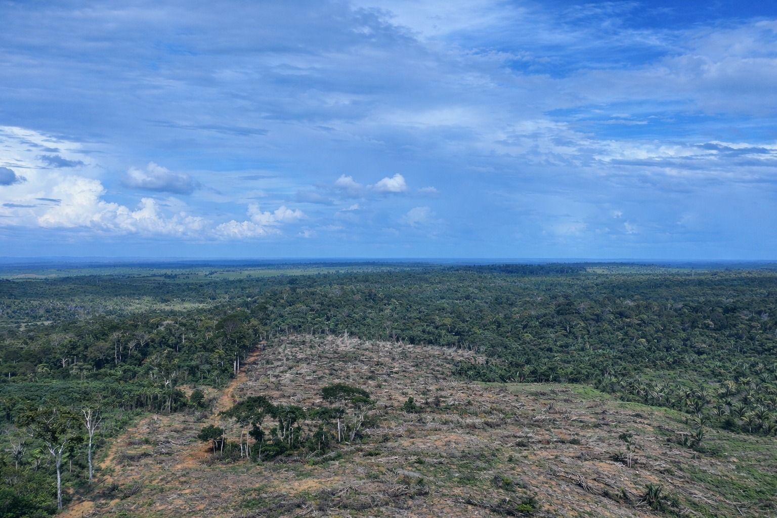 Operação Tamoiotatá 6: Ipaam multa e embarga quase 50 hectares de desmatamento ilegal no Amazonas