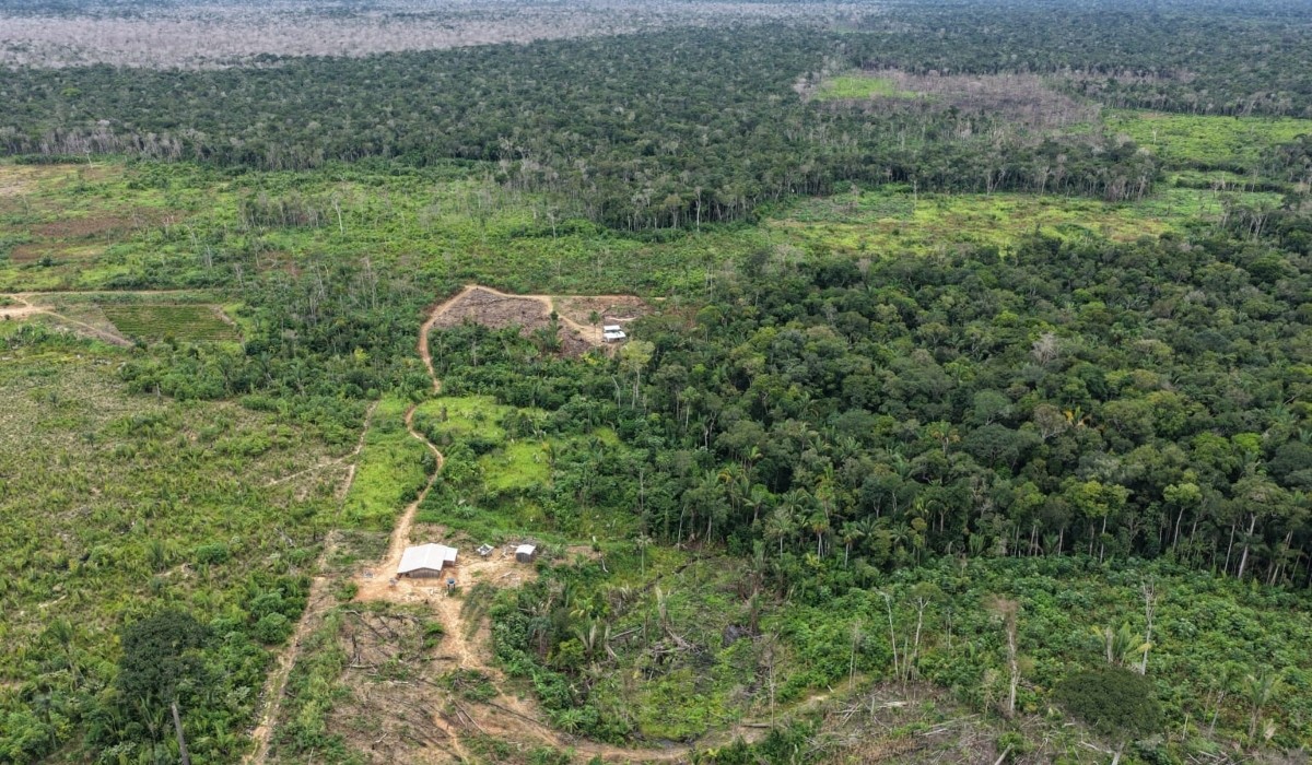 Amazonas intensifica combate ao desmatamento com operação que multa em R$ 1,7 milhão