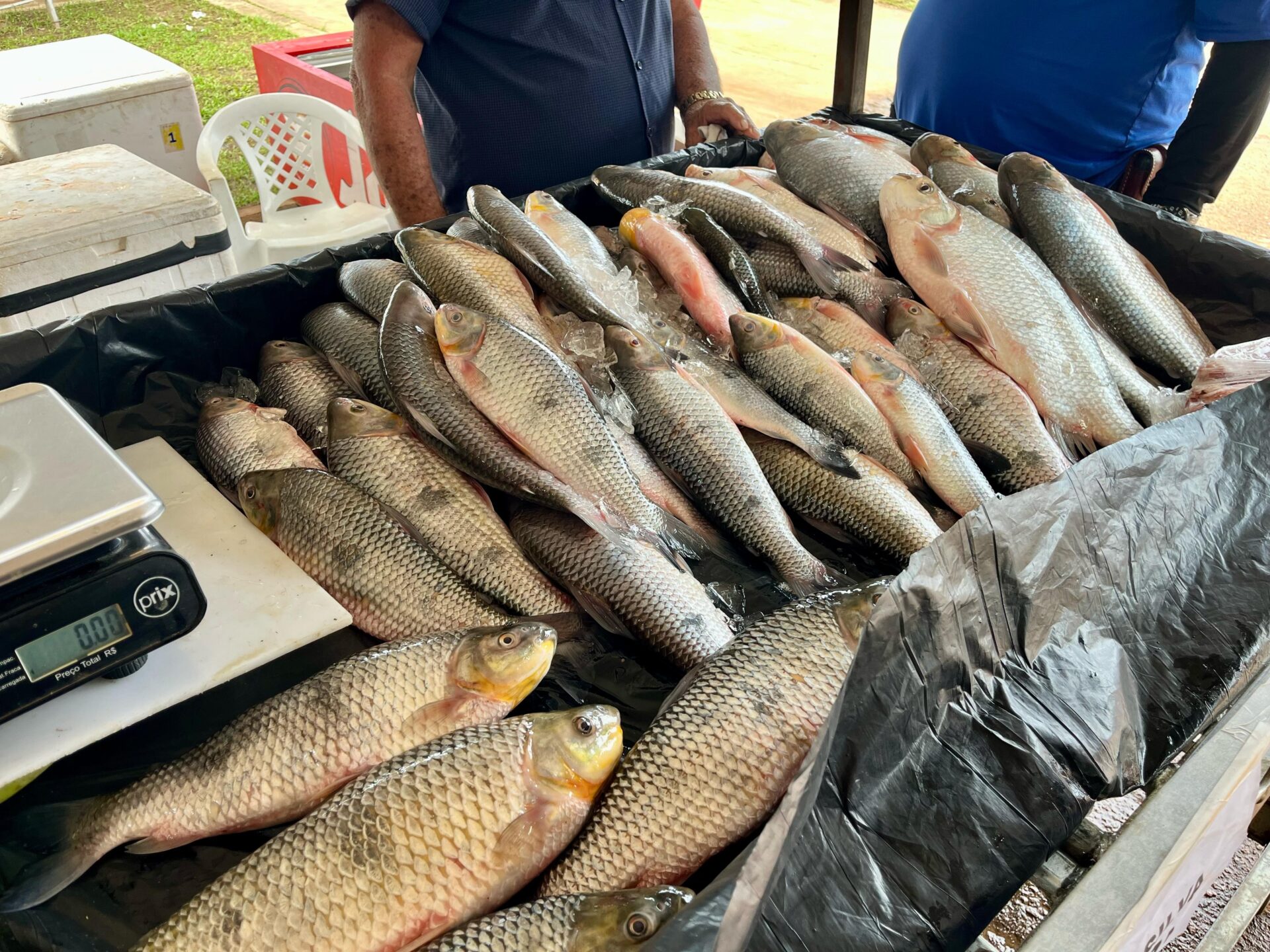 Feira do Pescado em Cruzeiro do Sul promete movimentar Semana Santa com mais de 8 toneladas de peixe