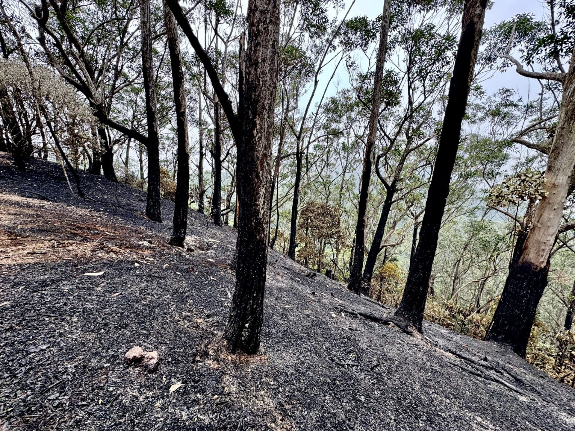 Incêndio provocado por balão destrói mais de 24 mil m² na Floresta da Tijuca