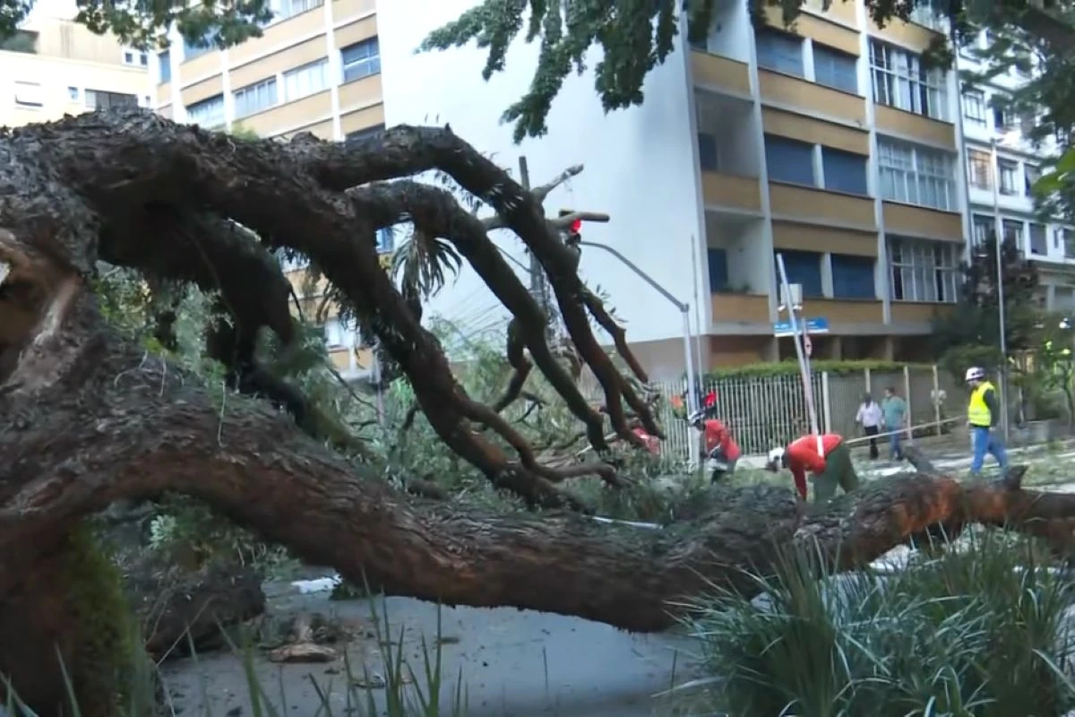 Árvore cai e bloqueia Alameda Santos perto da Paulista em São Paulo