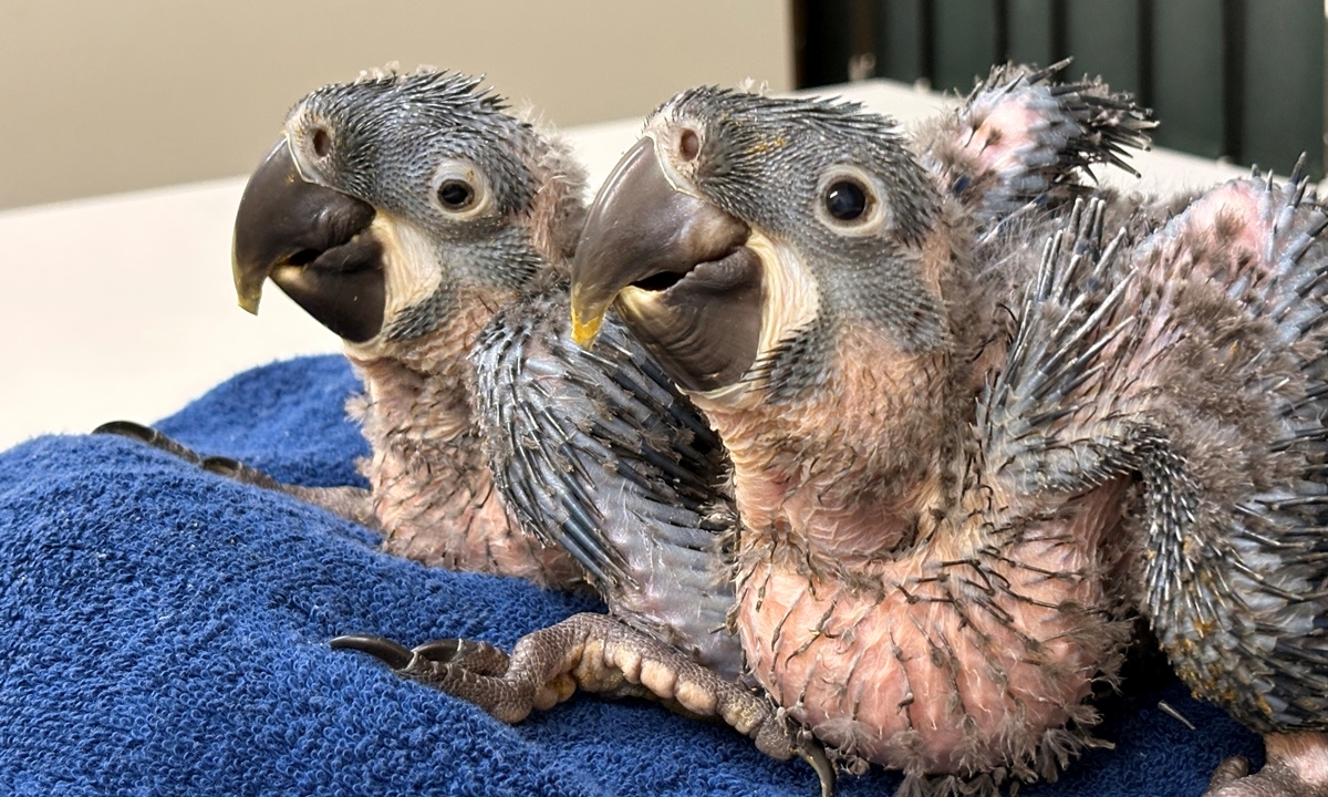 Araras-azuis-de-lear nascem no Zoológico de São Paulo e reforçam programa de conservação