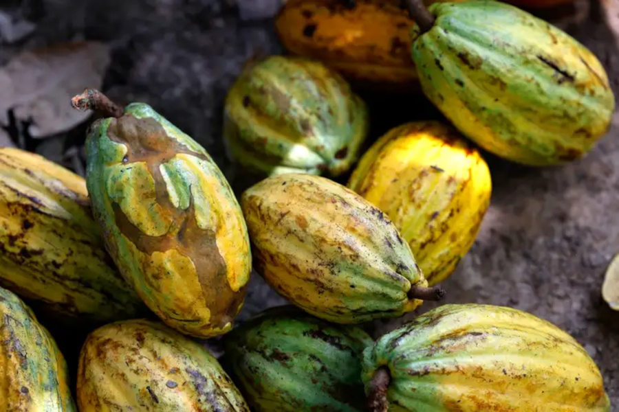 Por que o preço do chocolate segue alto mesmo com queda no valor do cacau?