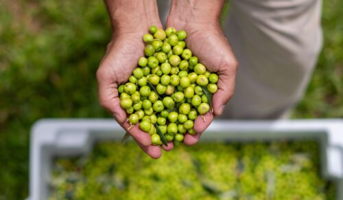 Minas Gerais bate recorde histórico na produção de azeite e conquista o Brasil