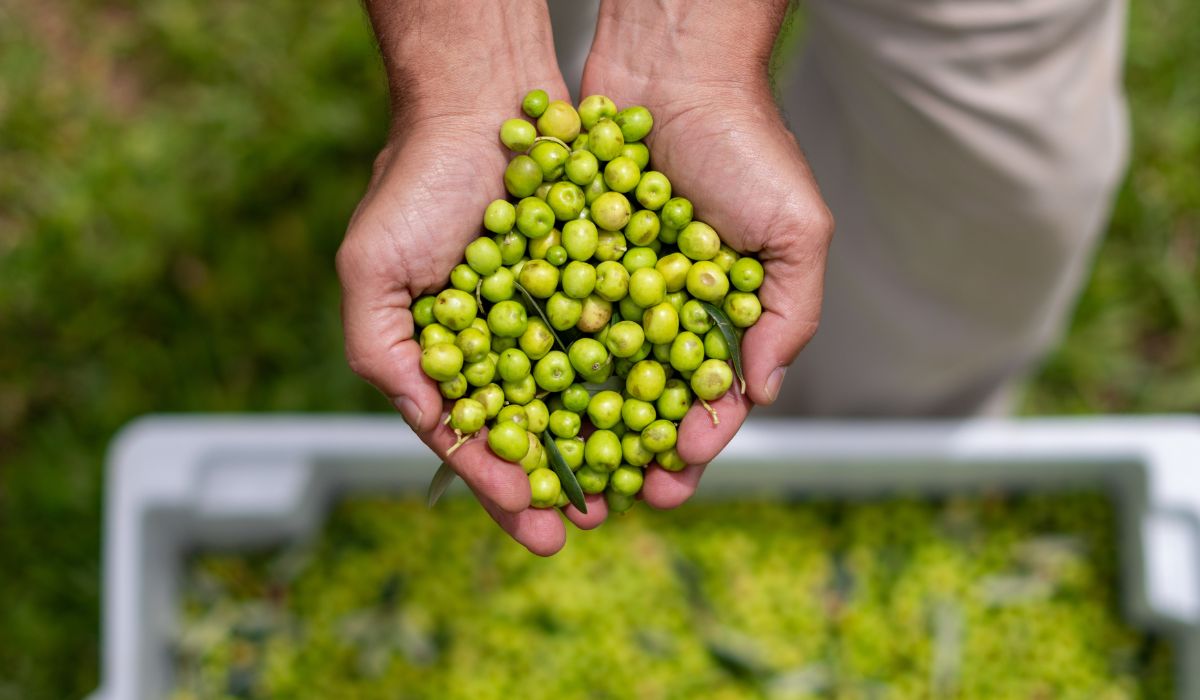Minas Gerais bate recorde histórico na produção de azeite e conquista o Brasil