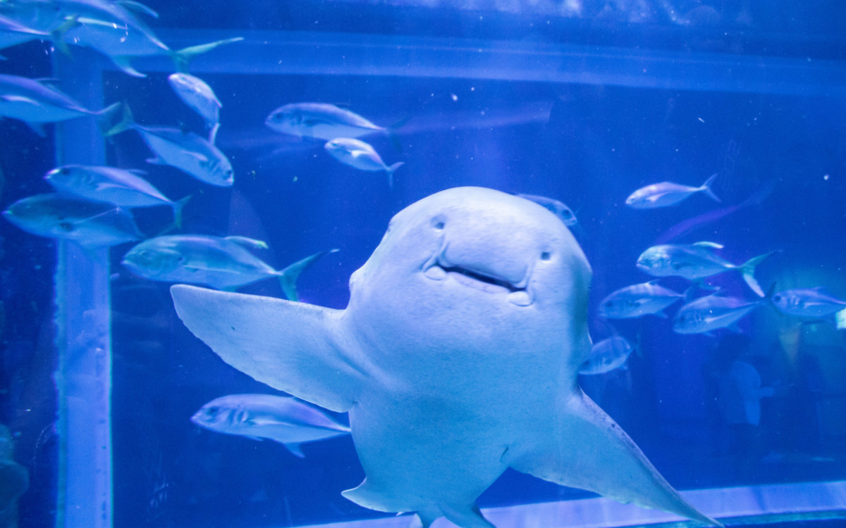 Tubarão Ritinha do AquaRio prevê vitória do Brasil na estreia da Copa do Mundo