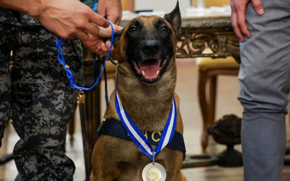 Hulk, o cão policial que descobriu 48 toneladas de maconha, é homenageado no Rio