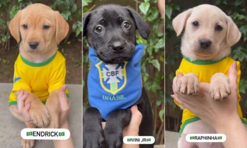 Ong de São Paulo aposta em nomes de craques da Seleção para incentivar adoção de cães