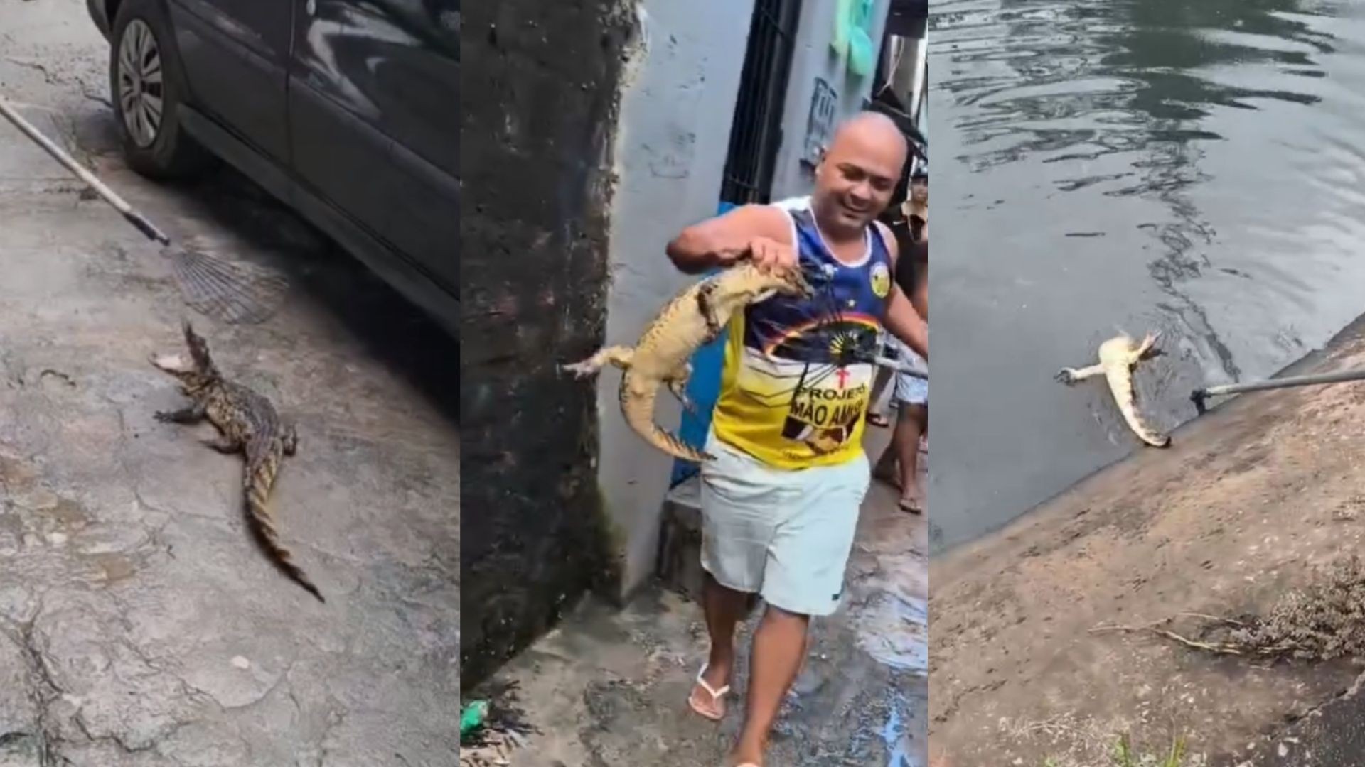 Jacarés aparecem nas ruas do Jardim São Paulo, em Recife, e preocupam moradores
