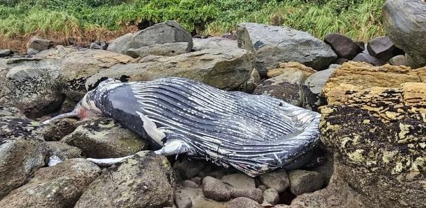 Baleias-jubarte: a incrível visita das gigantes do mar à costa brasileira