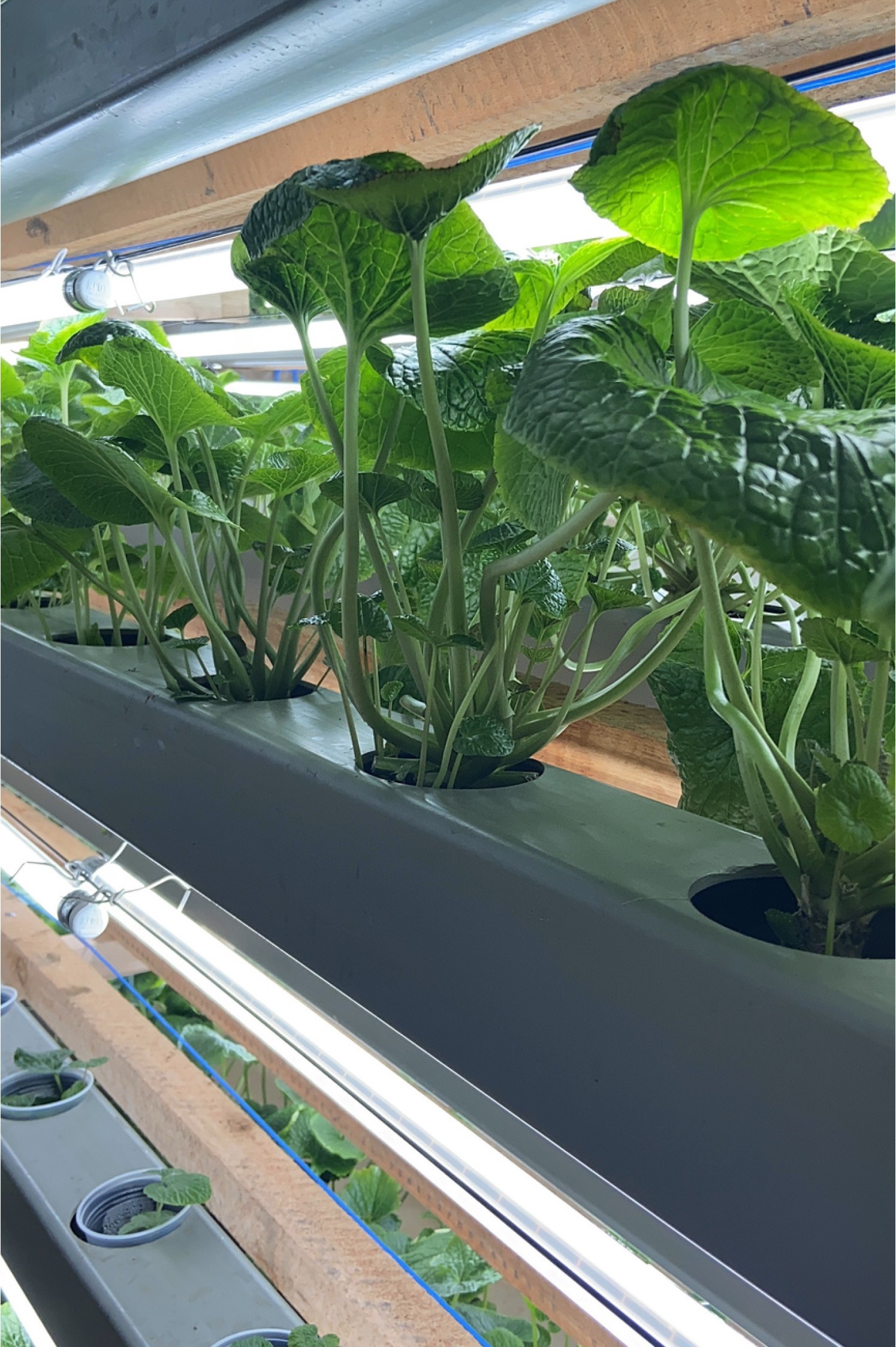 Wasabi brasileiro: Como Pilar do Sul se tornou referência na produção do “ouro verde” japonês