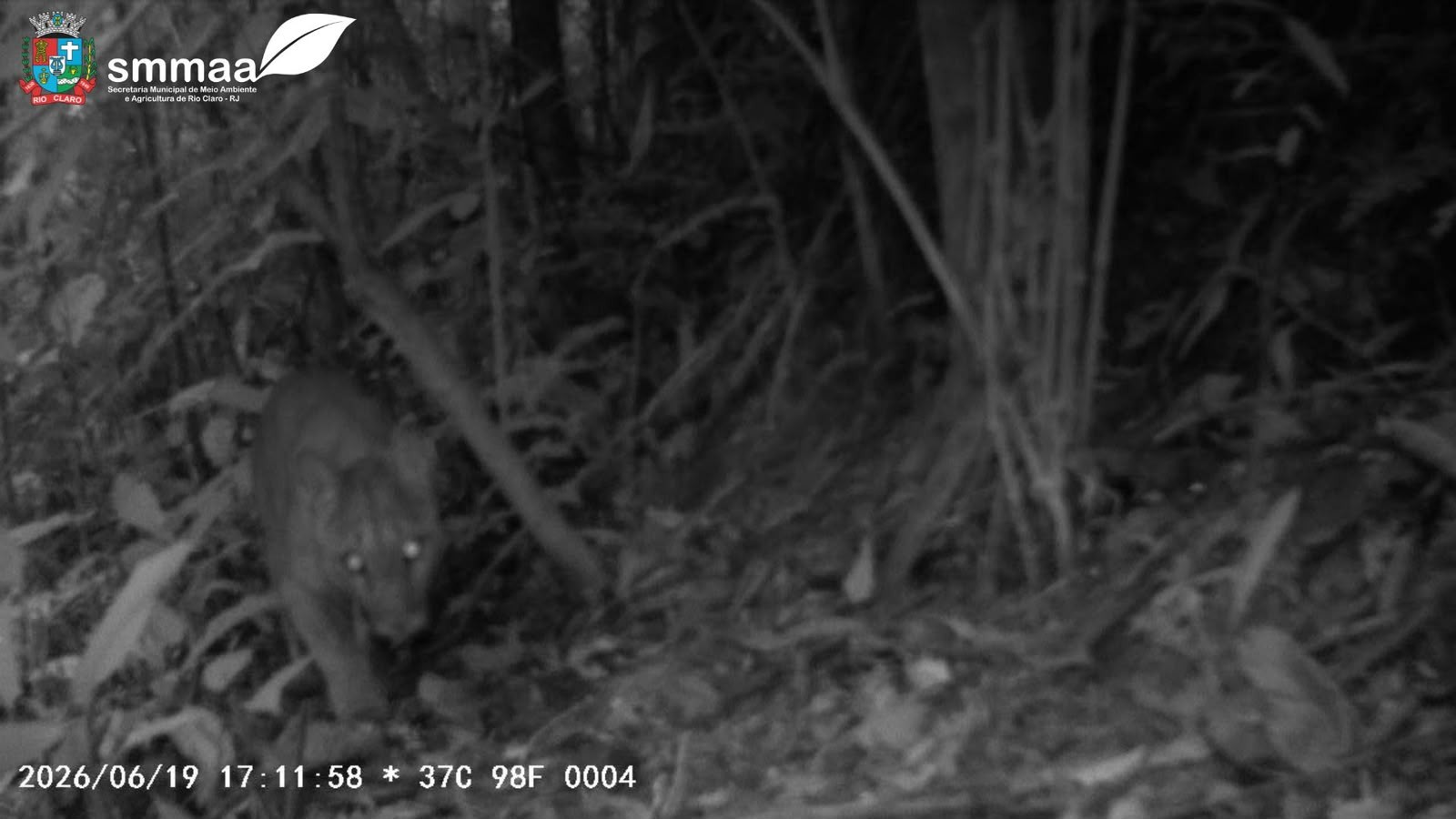 Flagrante de caça ilegal mobiliza autoridades ambientais em área de proteção
