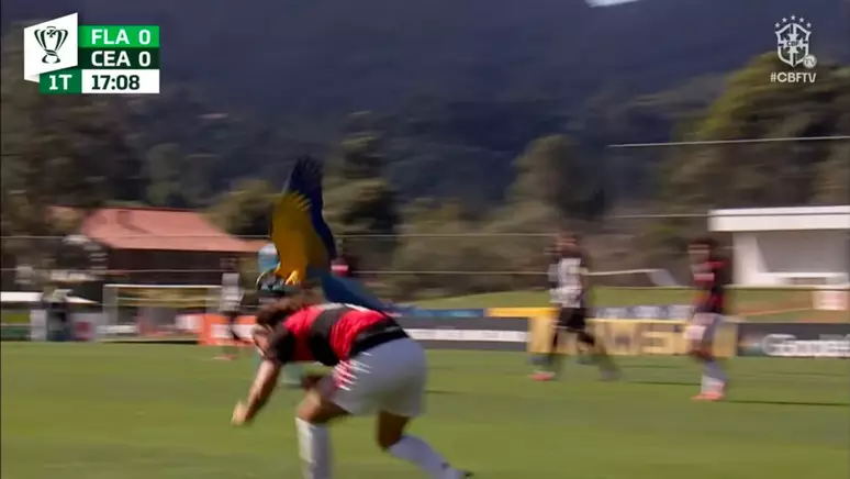 Arara invade jogo da Copa do Brasil Sub-15 e derruba jogador do Flamengo em lance inusitado