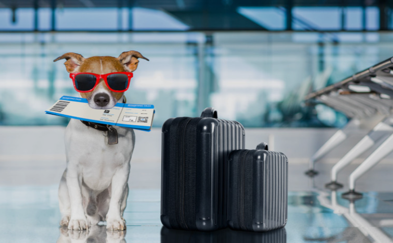 Como viajar com seu pet para o exterior: dicas essenciais para garantir uma viagem tranquila