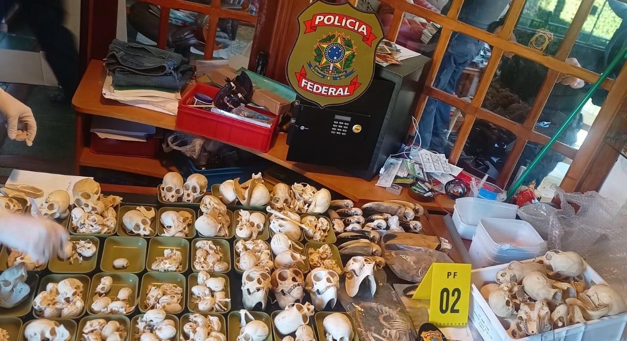 Esquema Inusitado no Aeroporto do Galeão Revela Tráfico de Ovos de Aves Raras