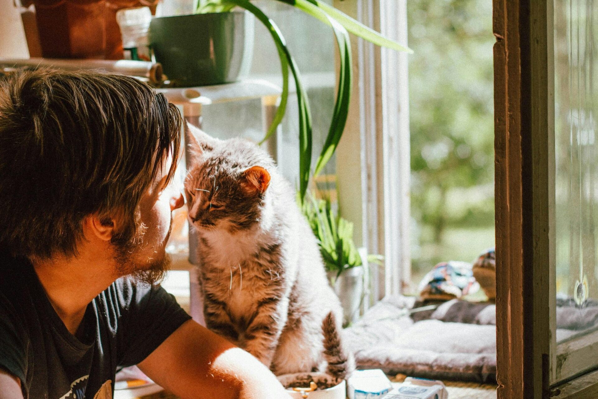 Estudo revela ligação surpreendente entre gatos domésticos e felicidade ao redor do mundo