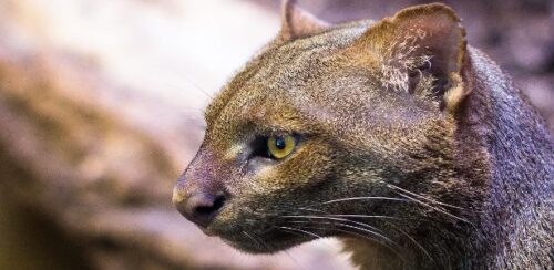 Onça-pintada: o felino que domina o dia e se adapta às mudanças do habitat