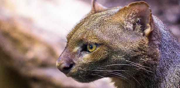 Onça-pintada: o felino que domina o dia e se adapta às mudanças do habitat