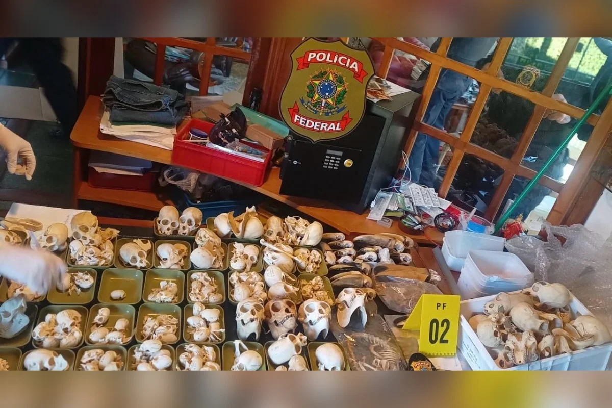 PF desmantela quadrilha que traficava ovos de papagaios silvestres no Brasil